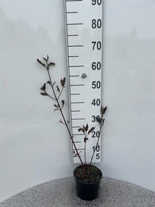 Cornus alba 'Kesselringii' 40-60 cm cont. 2,0L - afbeelding 4