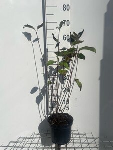 Cornus alba 'Kesselringii' 60-80 cm cont. 3,0L - afbeelding 3