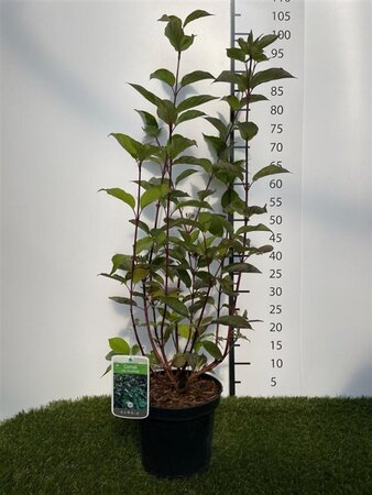 Cornus alba 'Kesselringii' 60-80 cm cont. 3,0L - afbeelding 1