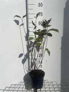 Cornus alba 'Kesselringii' 60-80 cm cont. 3,0L - afbeelding 2