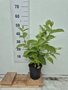 Cornus alba 60-100 cm cont. 2,0L