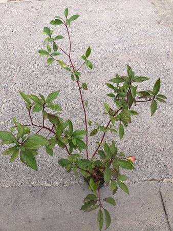 Cornus alba 80-100 cm cont. 3,0L