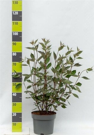 Cornus alba 80-100 cm cont. 7,5L - afbeelding 1
