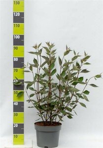 Cornus alba 80-100 cm cont. 7,5L