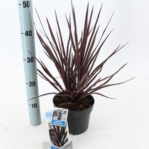 Cordyline aus. Little Red Star 30-40 cm cont. 2,0L