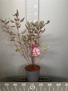 Cornus alba Miracle 50-60 cm cont. 3,0L