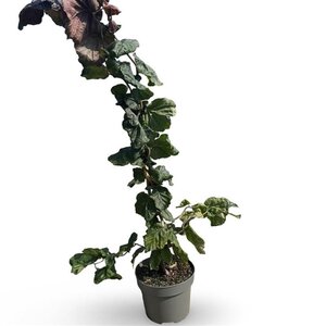 Corylus 'Red Majestic' 40-60 cm cont. 4,0L