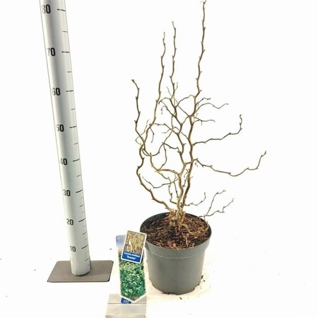 Corylus a. 'Scooter' 60-70 cm cont. 5,0L - afbeelding 4