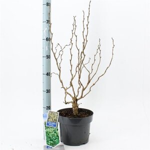 Corylus a. 'Scooter' 60-70 cm cont. 5,0L