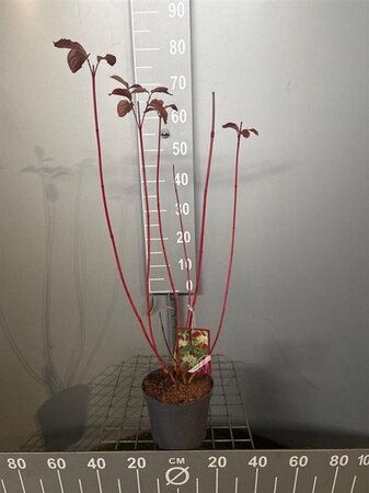 Cornus alba 'Sibirica' 50-60 cm cont. 3,0L