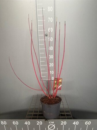 Cornus alba 'Sibirica' 50-60 cm cont. 3,0L