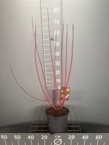 Cornus alba 'Sibirica' 50-60 cm cont. 3,0L