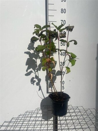 Cornus alba 'Sibirica' 60-80 cm cont. 3,0L - afbeelding 6