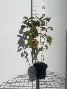 Cornus alba 'Sibirica' 60-80 cm cont. 3,0L - afbeelding 6