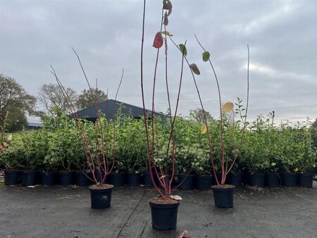 Cornus alba 'Sibirica' 60-80 cm cont. 3,0L - afbeelding 8