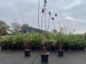 Cornus alba 'Sibirica' 60-80 cm cont. 3,0L - afbeelding 8