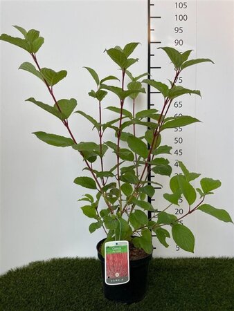 Cornus alba 'Sibirica' 60-80 cm cont. 3,0L - afbeelding 7