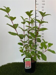 Cornus alba 'Sibirica' 60-80 cm cont. 3,0L - afbeelding 7