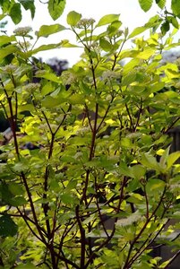 Cornus alba 'Sibirica' 60-80 cm cont. 3,0L - image 2