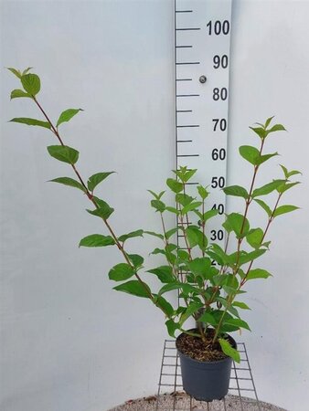 Cornus alba 'Sibirica' 80-100 cm cont. 3,0L