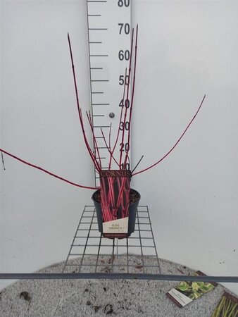 Cornus alba 'Sibirica' 80-100 cm cont. 3,0L