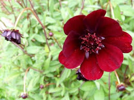 Cosmos atrosanguineus geen maat specificatie 0,55L/P9cm