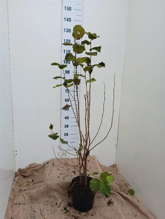 Corylus avellana 100-125 cm cont. 7,5L - afbeelding 6