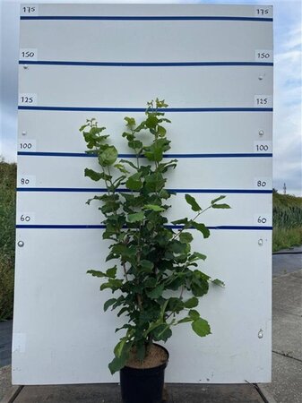 Corylus avellana 100-125 cm cont. 7,5L - image 4