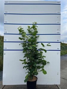Corylus avellana 100-125 cm cont. 7,5L - image 4