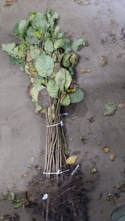 Corylus avellana 40-60 cm wortelgoed 1-jarige zaailingen