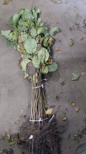 Corylus avellana 40-60 cm wortelgoed 1-jarige zaailingen