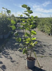 Corylus avellana 80-100 cm cont. 2,0L - afbeelding 4