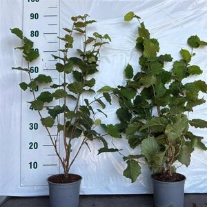 Corylus avellana 80-100 cm cont. 2,0L - afbeelding 5