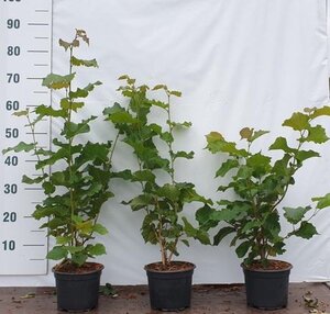Corylus avellana 80-100 cm cont. 2,0L - afbeelding 6