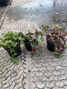 Cornus canadensis 10-15 cm cont. 1,5L - afbeelding 1