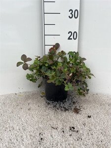 Cornus canadensis 10-15 cm cont. 1,5L