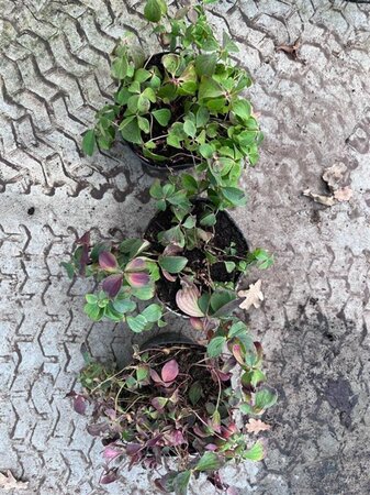 Cornus canadensis 10-15 cm cont. 1,5L - afbeelding 2