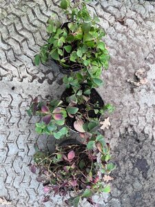 Cornus canadensis 10-15 cm cont. 1,5L - afbeelding 2