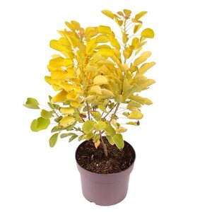 Cotinus cog. Golden Lady 30-40 cm cont. 3,0L