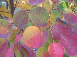 Cotinus cog. Golden Spirit 30-40 cm cont. 3,0L