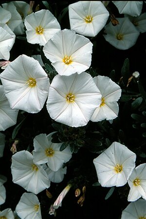 Convolvulus cneorum geen maat specificatie 0,55L/P9cm - afbeelding 1