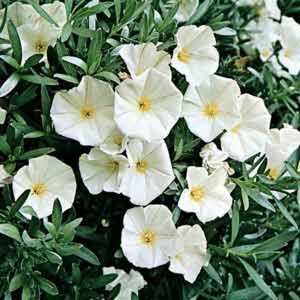 Convolvulus cneorum geen maat specificatie 0,55L/P9cm - afbeelding 2