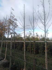 Corylus colurna 12-14 Hoogstam draadkluit 2 X verplant - afbeelding 8