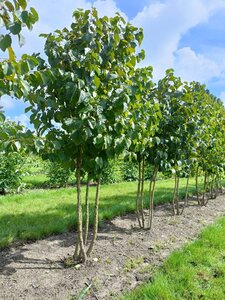 Corylus colurna 250-300 cm draadkluit meerstammig - afbeelding 3