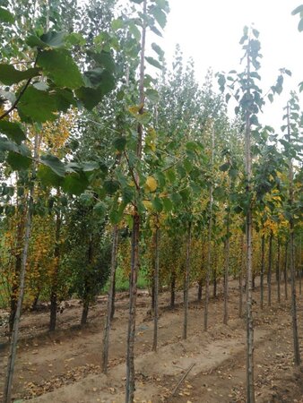 Corylus colurna 6-8 Hoogstam wortelgoed - afbeelding 5