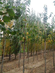 Corylus colurna 6-8 Hoogstam wortelgoed - afbeelding 5