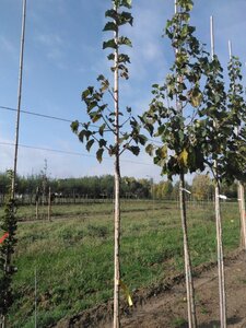 Corylus colurna 6-8 Hoogstam wortelgoed - afbeelding 6