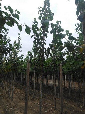 Corylus colurna 8-10 Hoogstam wortelgoed - afbeelding 5