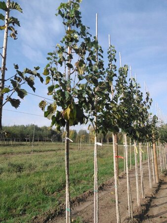 Corylus colurna 8-10 Hoogstam wortelgoed - afbeelding 6