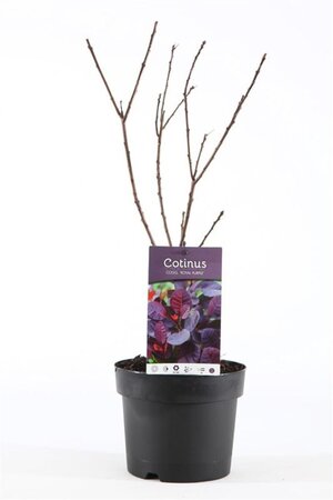 Cotinus cog. 'Royal Purple' 30-40 cm cont. 3,0L - afbeelding 6
